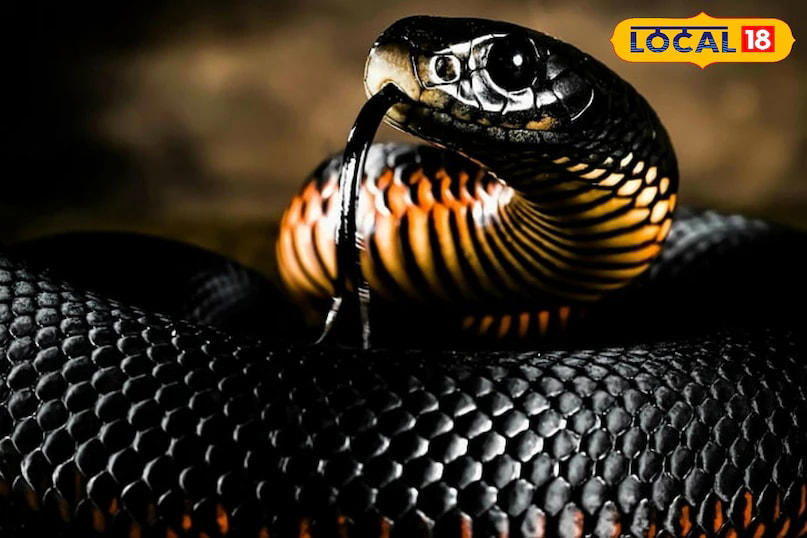 The average lifespan of a snake generally ranges between 5 and 15 years. However, snakes belonging to the python family can live up to 40 years. Mahadev noted that snakes dwelling in grassy or residential areas, where human activity is high, tend to have shorter lives, often between 8 and 10 years. (News18 Hindi)