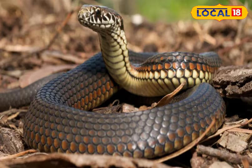 Mahadev, a resident of Mandleshwar in Khargone district, has been rescuing and studying snakes for the past nine years. In a conversation with Local 18, he explained that India is home to over 270 species of snakes. Some of these, such as garden snakes, are commonly found in residential areas, while others live deep in forests or are so rare that sightings are few and far between. (News18 Hindi)