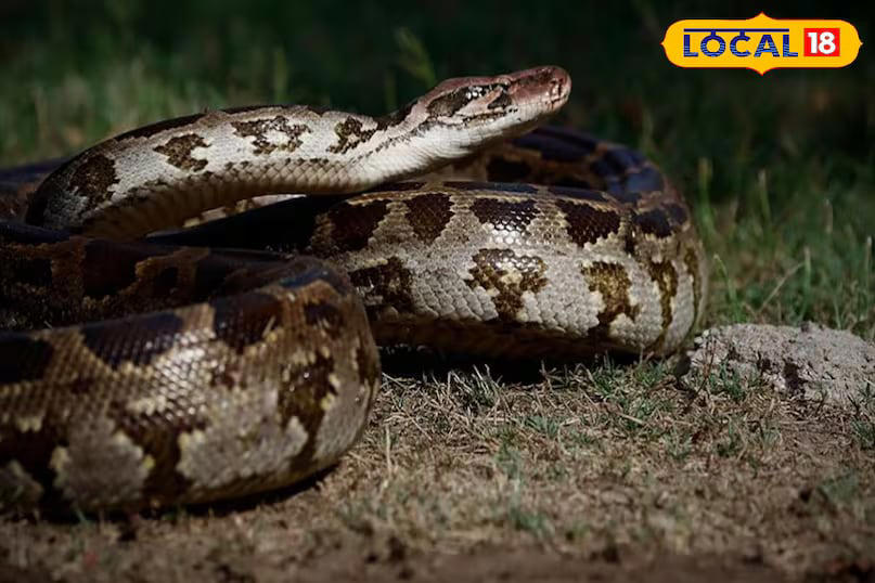 According to Mahadev, different species of snakes have different lifespans, often influenced by their environment. In Madhya Pradesh alone, including Khargone, around 40 species of snakes are found. However, only a few of them frequently come into contact with people. (News18 Hindi)