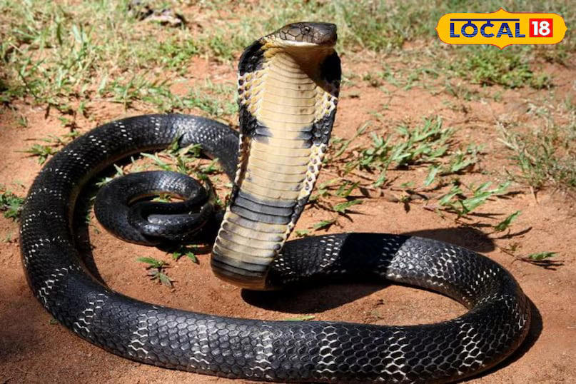 In contrast, more dangerous and less frequently seen species such as the Common Krait, Cobra, Russell’s Viper, and Saw-scaled Viper tend to live much longer. These snakes can often survive for over 15 years, with the python topping the list as one of the longest-living snake species. (News18 Hindi)