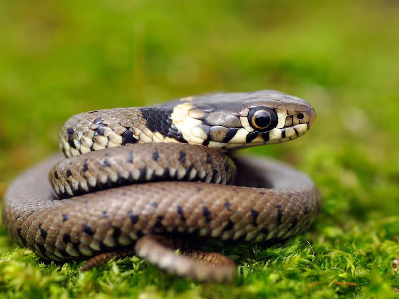 Pythons are non-venomous but incredibly powerful. Although they lack venom, their grip is so strong that it can instantly kill a person. With proper conditions, pythons can live anywhere from 25 to 40 years, making them among the longest-living snakes on the planet. (News18 Hindi)