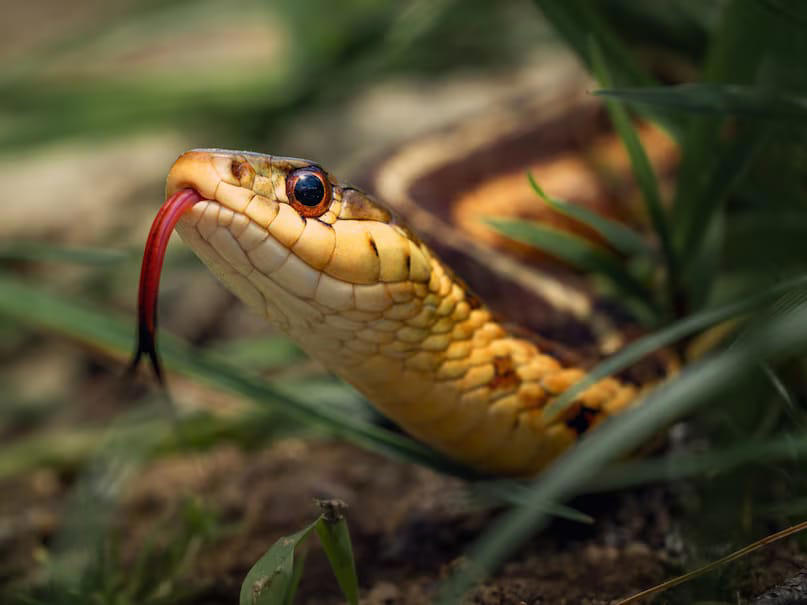 As for determining a snake’s age, Mahadev clarified that it isn’t easy to assess this just by looking. However, experts can make an approximate guess based on the snake’s size, the condition of its skin, and its overall shine. Yet, even this becomes difficult after a certain point. (News18 Hindi)