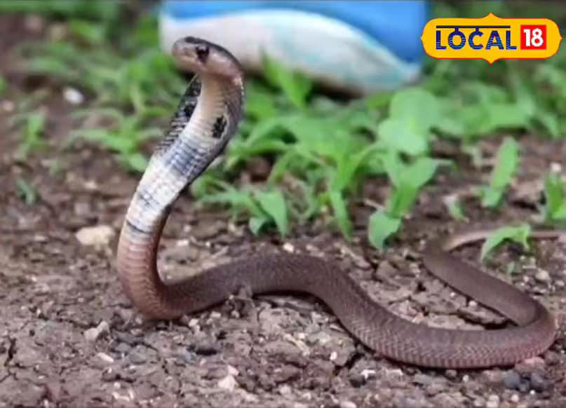 We often hear various things about snakes, but have you ever wondered how long a snake can live? Or how their age is determined? While most of us are aware of the average human lifespan, the age of snakes remains a mystery to many. A snake expert from Madhya Pradesh has now shared some interesting insights into this lesser-known subject, including which species lives the longest and how to estimate their age. (News18 Hindi)