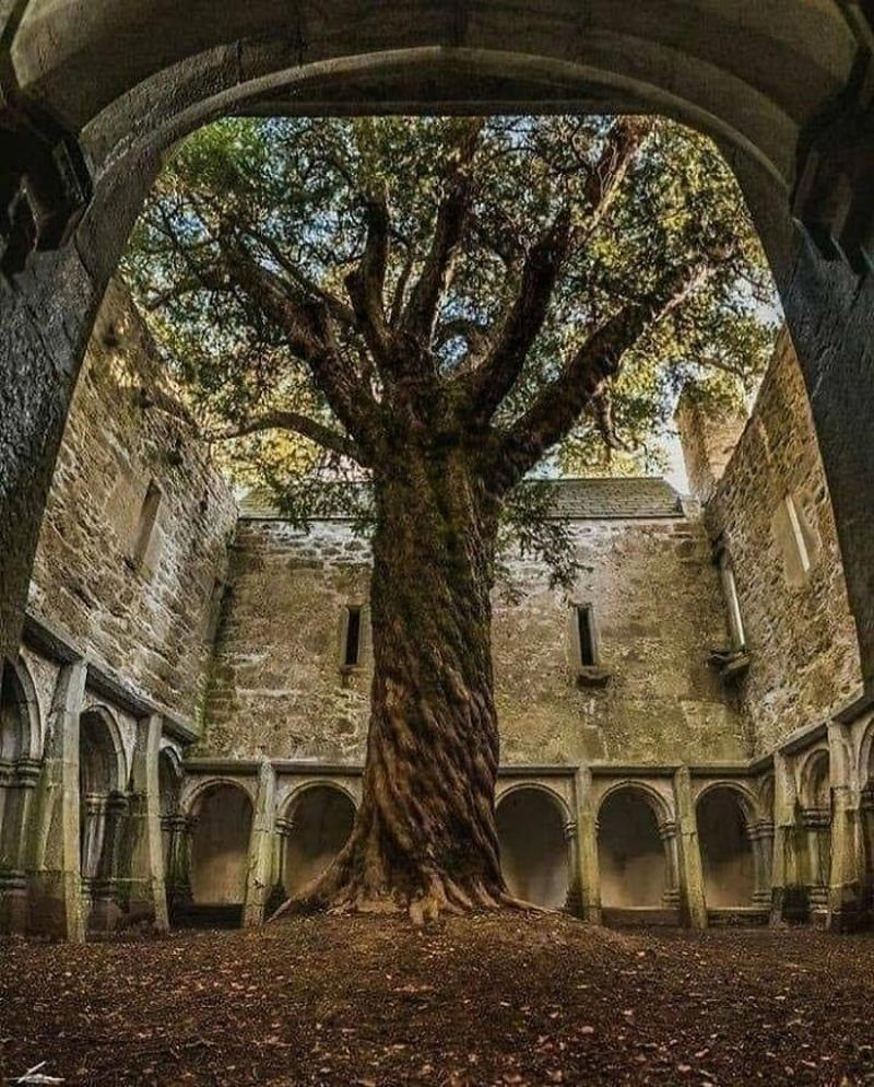 #1 The Beautiful Tree Transforming This Abandoned Place Into A Secret Garden, Ireland, #9 Marton Mogyorosy Lake Iseo, Italy!, #13 Castle Sinclair Girnigoe Located On The East Coast Of Caithness, Scotland, #15 The Incline, Manitou Springs, Colorado!, #19 Found In India, 5000 Years Old, Made From A Single Rock, #21 Castello Di Sammezzano, Italy, #23 Monastery Sumela, Turkey, #25 The Real Dracula's Castle Abandoned, Romania Photo Taken In 1920s, #27 Abandoned Viking Tunnel, Höfn Iceland, #31 Abandoned Castle In Belgium!, #35 Abandoned, #37 Scotland, #39 A 900-Year-Old Church Still Standing In Ireland, #41 Rocca Calascio, L'aquila, Italy, #43 Volkswagen Graveyard, #45 Abandoned Beach House In North Carolina, #47 Estonia, Former Rummu Prison
