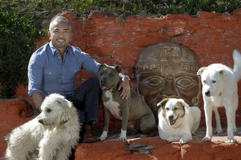 Dogs, yes, but also coaches, healers, and neuroscientists The 'Dog Whisperer' who conquered television, From reality TV to the golden California retirement, Instagram: his new Animal Planet, A massive franchise, Past accusations, restored image, Recycling the pack leader philosophy, YouTube and streaming: His new pack, Dogs, yes, but also coaches, healers, and neuroscientists, The millionaire industry of canine wellness, Retirement? No, expansion