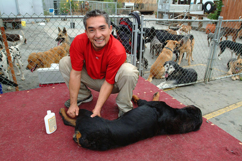 From reality TV to the golden California retirement The 'Dog Whisperer' who conquered television, From reality TV to the golden California retirement, Instagram: his new Animal Planet, A massive franchise, Past accusations, restored image, Recycling the pack leader philosophy, YouTube and streaming: His new pack, Dogs, yes, but also coaches, healers, and neuroscientists, The millionaire industry of canine wellness, Retirement? No, expansion