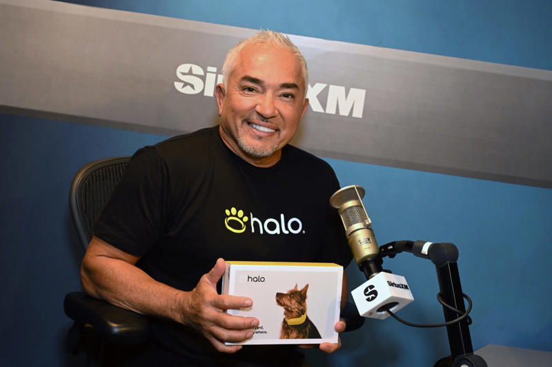 Past accusations, restored image The 'Dog Whisperer' who conquered television, From reality TV to the golden California retirement, Instagram: his new Animal Planet, A massive franchise, Past accusations, restored image, Recycling the pack leader philosophy, YouTube and streaming: His new pack, Dogs, yes, but also coaches, healers, and neuroscientists, The millionaire industry of canine wellness, Retirement? No, expansion