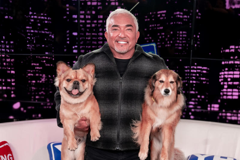 Retirement? No, expansion The 'Dog Whisperer' who conquered television, From reality TV to the golden California retirement, Instagram: his new Animal Planet, A massive franchise, Past accusations, restored image, Recycling the pack leader philosophy, YouTube and streaming: His new pack, Dogs, yes, but also coaches, healers, and neuroscientists, The millionaire industry of canine wellness, Retirement? No, expansion