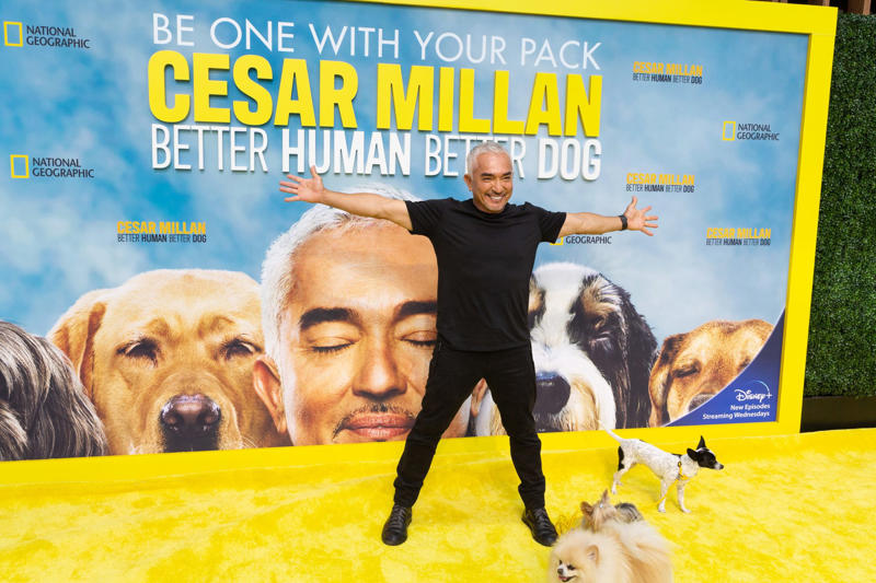 YouTube and streaming: His new pack The 'Dog Whisperer' who conquered television, From reality TV to the golden California retirement, Instagram: his new Animal Planet, A massive franchise, Past accusations, restored image, Recycling the pack leader philosophy, YouTube and streaming: His new pack, Dogs, yes, but also coaches, healers, and neuroscientists, The millionaire industry of canine wellness, Retirement? No, expansion