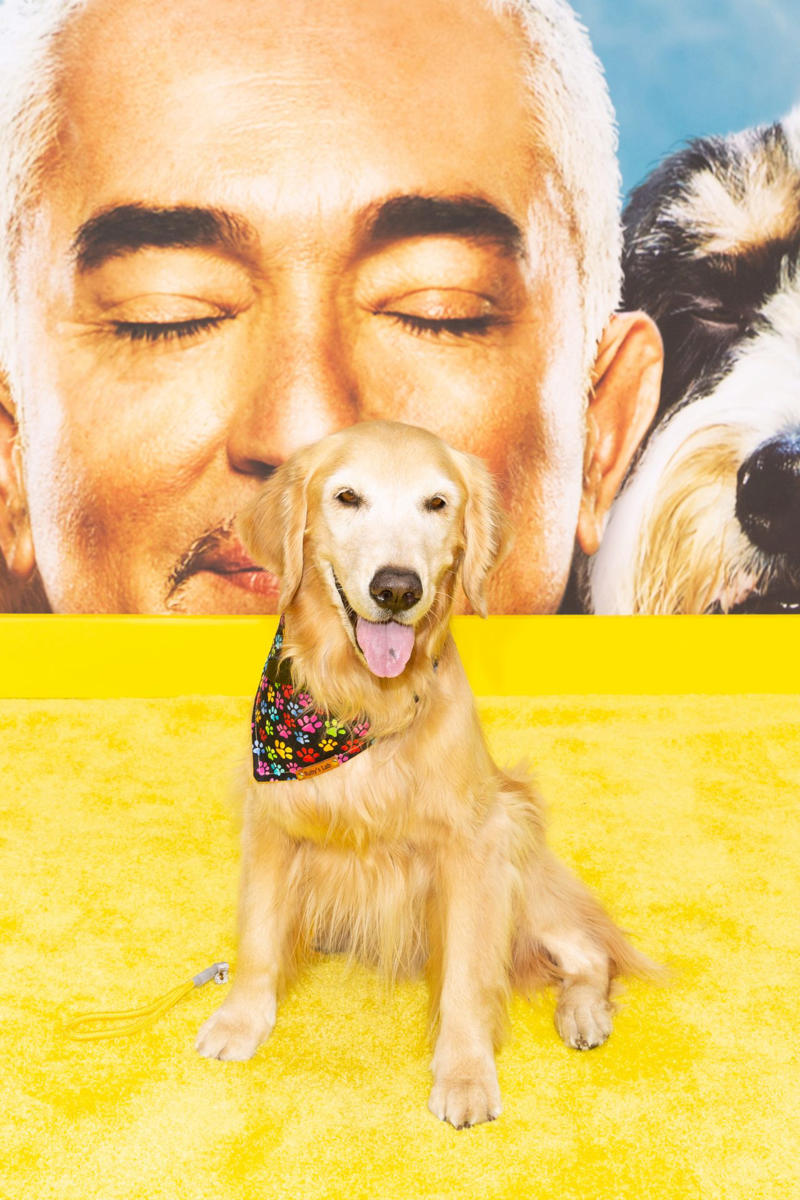 Recycling the pack leader philosophy The 'Dog Whisperer' who conquered television, From reality TV to the golden California retirement, Instagram: his new Animal Planet, A massive franchise, Past accusations, restored image, Recycling the pack leader philosophy, YouTube and streaming: His new pack, Dogs, yes, but also coaches, healers, and neuroscientists, The millionaire industry of canine wellness, Retirement? No, expansion