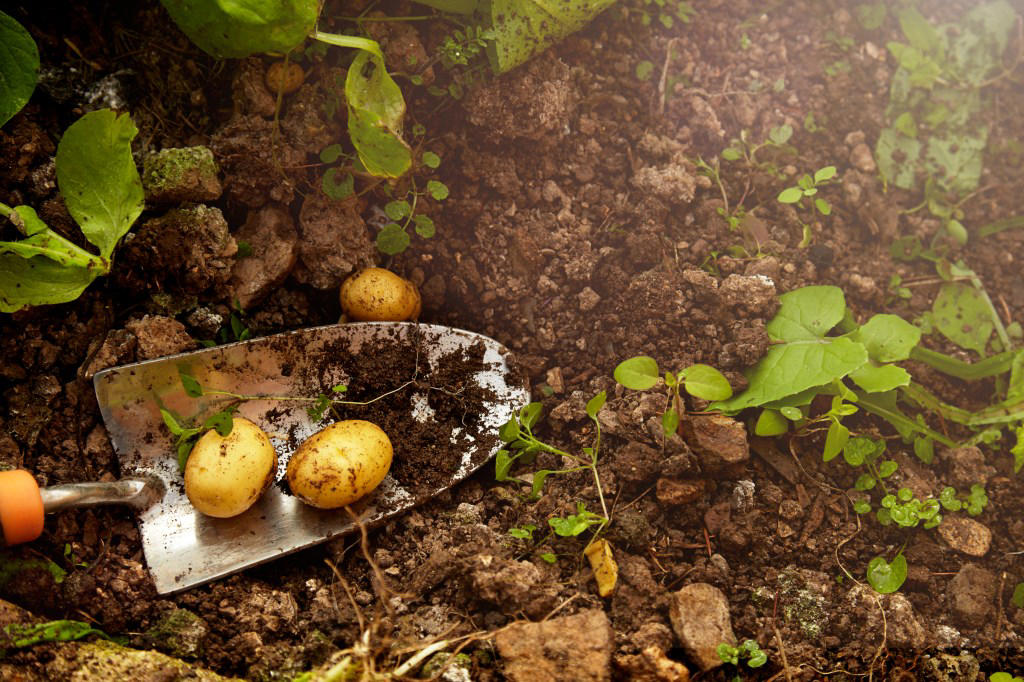 Growing your own food Buying in bulk without reading the small print, Craft queen? Making things yourself could be costing you more, Yellow stickers at the supermarket, Buying weekly meal kits, not whole shops, DIY repairs without proper knowledge, Growing your own food