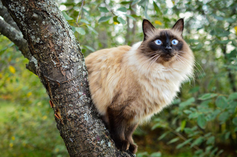 36. Toyger, 32. American wirehair, 30. Turkish Van, 28. Havana brown, 27. Balinese, 26. Colorpoint shorthair, 24. Somali, 22. American curl, 20. Manx, 18. Egyptian mau, 16. Tonkinese, 14. Birman, 12. Devon rex, 10. Scottish fold, 8. Sphynx, 7. Abyssinian, 6. American shorthair, 5. British shorthair, 4. Ragdoll, 3. Maine coon, 2. Persian