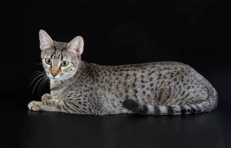 36. Toyger, 32. American wirehair, 30. Turkish Van, 28. Havana brown, 27. Balinese, 26. Colorpoint shorthair, 24. Somali, 22. American curl, 20. Manx, 18. Egyptian mau, 16. Tonkinese, 14. Birman, 12. Devon rex, 10. Scottish fold, 8. Sphynx, 7. Abyssinian, 6. American shorthair, 5. British shorthair, 4. Ragdoll, 3. Maine coon, 2. Persian