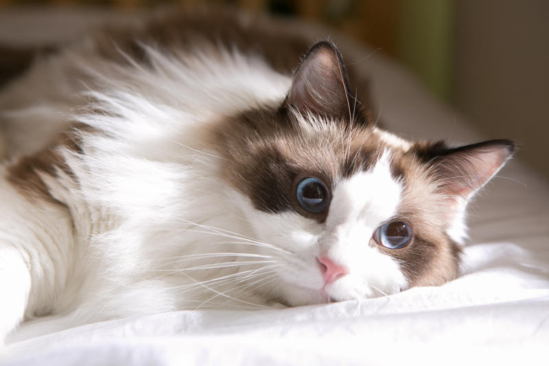 36. Toyger, 32. American wirehair, 30. Turkish Van, 28. Havana brown, 27. Balinese, 26. Colorpoint shorthair, 24. Somali, 22. American curl, 20. Manx, 18. Egyptian mau, 16. Tonkinese, 14. Birman, 12. Devon rex, 10. Scottish fold, 8. Sphynx, 7. Abyssinian, 6. American shorthair, 5. British shorthair, 4. Ragdoll, 3. Maine coon, 2. Persian