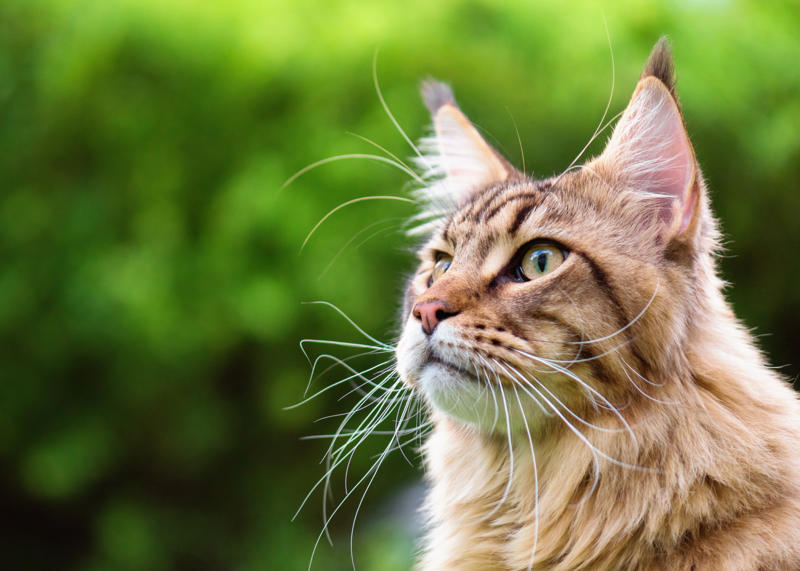 36. Toyger, 32. American wirehair, 30. Turkish Van, 28. Havana brown, 27. Balinese, 26. Colorpoint shorthair, 24. Somali, 22. American curl, 20. Manx, 18. Egyptian mau, 16. Tonkinese, 14. Birman, 12. Devon rex, 10. Scottish fold, 8. Sphynx, 7. Abyssinian, 6. American shorthair, 5. British shorthair, 4. Ragdoll, 3. Maine coon, 2. Persian