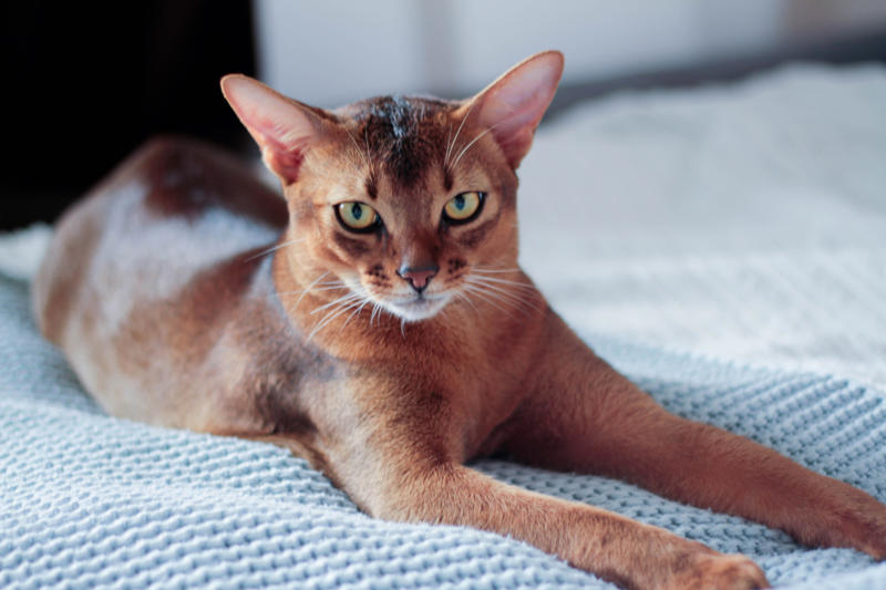 36. Toyger, 32. American wirehair, 30. Turkish Van, 28. Havana brown, 27. Balinese, 26. Colorpoint shorthair, 24. Somali, 22. American curl, 20. Manx, 18. Egyptian mau, 16. Tonkinese, 14. Birman, 12. Devon rex, 10. Scottish fold, 8. Sphynx, 7. Abyssinian, 6. American shorthair, 5. British shorthair, 4. Ragdoll, 3. Maine coon, 2. Persian