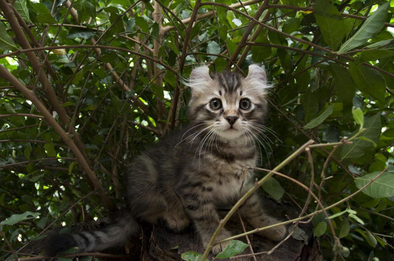 36. Toyger, 32. American wirehair, 30. Turkish Van, 28. Havana brown, 27. Balinese, 26. Colorpoint shorthair, 24. Somali, 22. American curl, 20. Manx, 18. Egyptian mau, 16. Tonkinese, 14. Birman, 12. Devon rex, 10. Scottish fold, 8. Sphynx, 7. Abyssinian, 6. American shorthair, 5. British shorthair, 4. Ragdoll, 3. Maine coon, 2. Persian