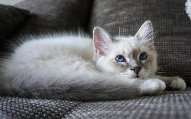 36. Toyger, 32. American wirehair, 30. Turkish Van, 28. Havana brown, 27. Balinese, 26. Colorpoint shorthair, 24. Somali, 22. American curl, 20. Manx, 18. Egyptian mau, 16. Tonkinese, 14. Birman, 12. Devon rex, 10. Scottish fold, 8. Sphynx, 7. Abyssinian, 6. American shorthair, 5. British shorthair, 4. Ragdoll, 3. Maine coon, 2. Persian