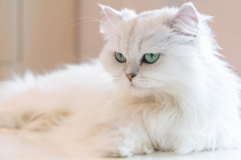 36. Toyger, 32. American wirehair, 30. Turkish Van, 28. Havana brown, 27. Balinese, 26. Colorpoint shorthair, 24. Somali, 22. American curl, 20. Manx, 18. Egyptian mau, 16. Tonkinese, 14. Birman, 12. Devon rex, 10. Scottish fold, 8. Sphynx, 7. Abyssinian, 6. American shorthair, 5. British shorthair, 4. Ragdoll, 3. Maine coon, 2. Persian