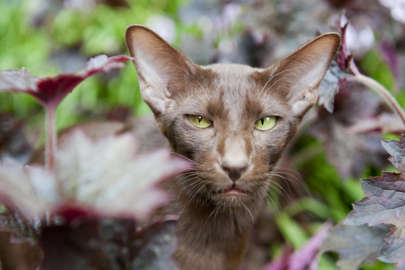 36. Toyger, 32. American wirehair, 30. Turkish Van, 28. Havana brown, 27. Balinese, 26. Colorpoint shorthair, 24. Somali, 22. American curl, 20. Manx, 18. Egyptian mau, 16. Tonkinese, 14. Birman, 12. Devon rex, 10. Scottish fold, 8. Sphynx, 7. Abyssinian, 6. American shorthair, 5. British shorthair, 4. Ragdoll, 3. Maine coon, 2. Persian