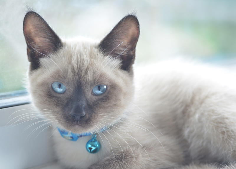 36. Toyger, 32. American wirehair, 30. Turkish Van, 28. Havana brown, 27. Balinese, 26. Colorpoint shorthair, 24. Somali, 22. American curl, 20. Manx, 18. Egyptian mau, 16. Tonkinese, 14. Birman, 12. Devon rex, 10. Scottish fold, 8. Sphynx, 7. Abyssinian, 6. American shorthair, 5. British shorthair, 4. Ragdoll, 3. Maine coon, 2. Persian