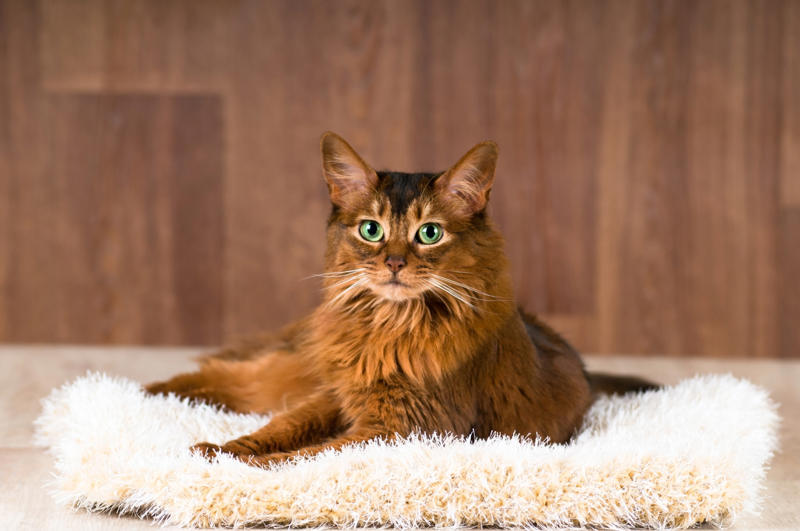 36. Toyger, 32. American wirehair, 30. Turkish Van, 28. Havana brown, 27. Balinese, 26. Colorpoint shorthair, 24. Somali, 22. American curl, 20. Manx, 18. Egyptian mau, 16. Tonkinese, 14. Birman, 12. Devon rex, 10. Scottish fold, 8. Sphynx, 7. Abyssinian, 6. American shorthair, 5. British shorthair, 4. Ragdoll, 3. Maine coon, 2. Persian