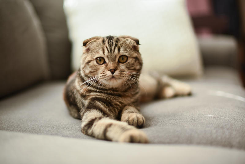 36. Toyger, 32. American wirehair, 30. Turkish Van, 28. Havana brown, 27. Balinese, 26. Colorpoint shorthair, 24. Somali, 22. American curl, 20. Manx, 18. Egyptian mau, 16. Tonkinese, 14. Birman, 12. Devon rex, 10. Scottish fold, 8. Sphynx, 7. Abyssinian, 6. American shorthair, 5. British shorthair, 4. Ragdoll, 3. Maine coon, 2. Persian