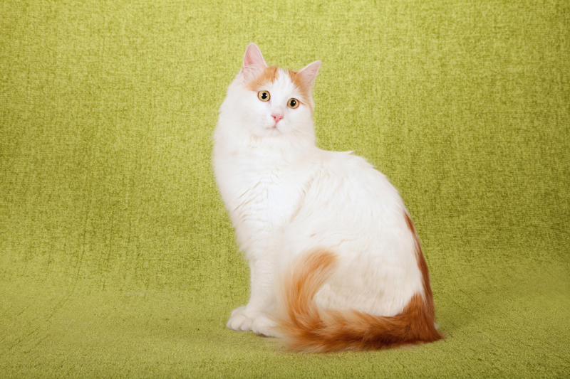 36. Toyger, 32. American wirehair, 30. Turkish Van, 28. Havana brown, 27. Balinese, 26. Colorpoint shorthair, 24. Somali, 22. American curl, 20. Manx, 18. Egyptian mau, 16. Tonkinese, 14. Birman, 12. Devon rex, 10. Scottish fold, 8. Sphynx, 7. Abyssinian, 6. American shorthair, 5. British shorthair, 4. Ragdoll, 3. Maine coon, 2. Persian