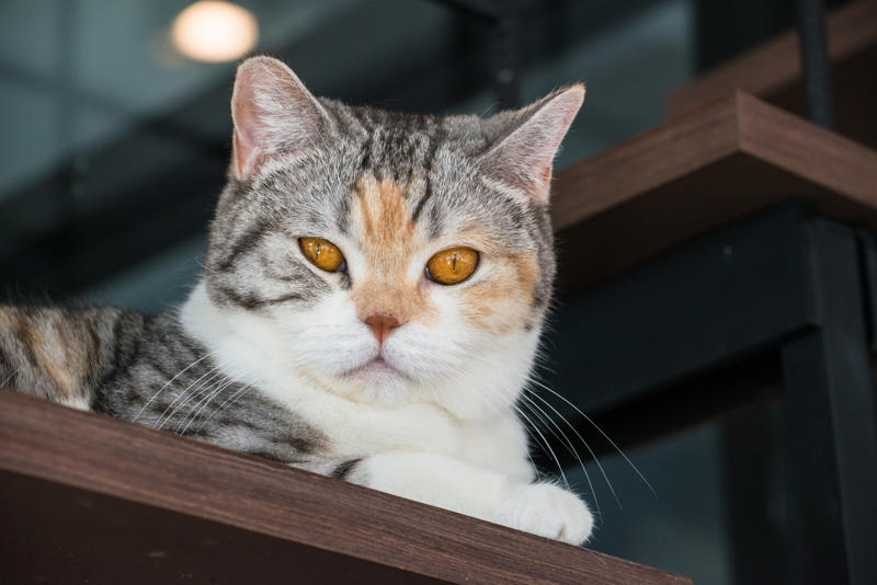 36. Toyger, 32. American wirehair, 30. Turkish Van, 28. Havana brown, 27. Balinese, 26. Colorpoint shorthair, 24. Somali, 22. American curl, 20. Manx, 18. Egyptian mau, 16. Tonkinese, 14. Birman, 12. Devon rex, 10. Scottish fold, 8. Sphynx, 7. Abyssinian, 6. American shorthair, 5. British shorthair, 4. Ragdoll, 3. Maine coon, 2. Persian