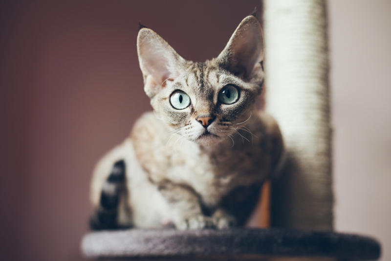 36. Toyger, 32. American wirehair, 30. Turkish Van, 28. Havana brown, 27. Balinese, 26. Colorpoint shorthair, 24. Somali, 22. American curl, 20. Manx, 18. Egyptian mau, 16. Tonkinese, 14. Birman, 12. Devon rex, 10. Scottish fold, 8. Sphynx, 7. Abyssinian, 6. American shorthair, 5. British shorthair, 4. Ragdoll, 3. Maine coon, 2. Persian