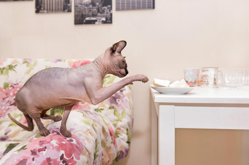 36. Toyger, 32. American wirehair, 30. Turkish Van, 28. Havana brown, 27. Balinese, 26. Colorpoint shorthair, 24. Somali, 22. American curl, 20. Manx, 18. Egyptian mau, 16. Tonkinese, 14. Birman, 12. Devon rex, 10. Scottish fold, 8. Sphynx, 7. Abyssinian, 6. American shorthair, 5. British shorthair, 4. Ragdoll, 3. Maine coon, 2. Persian