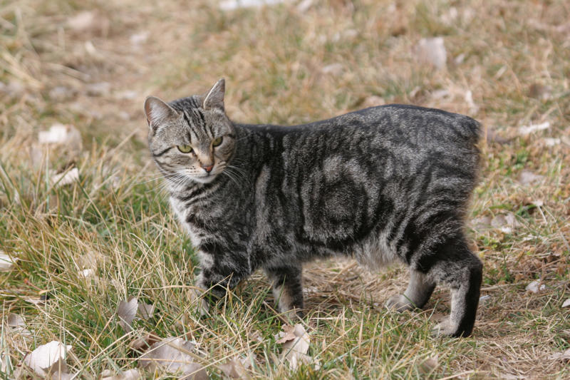 36. Toyger, 32. American wirehair, 30. Turkish Van, 28. Havana brown, 27. Balinese, 26. Colorpoint shorthair, 24. Somali, 22. American curl, 20. Manx, 18. Egyptian mau, 16. Tonkinese, 14. Birman, 12. Devon rex, 10. Scottish fold, 8. Sphynx, 7. Abyssinian, 6. American shorthair, 5. British shorthair, 4. Ragdoll, 3. Maine coon, 2. Persian