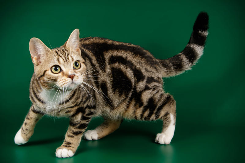 36. Toyger, 32. American wirehair, 30. Turkish Van, 28. Havana brown, 27. Balinese, 26. Colorpoint shorthair, 24. Somali, 22. American curl, 20. Manx, 18. Egyptian mau, 16. Tonkinese, 14. Birman, 12. Devon rex, 10. Scottish fold, 8. Sphynx, 7. Abyssinian, 6. American shorthair, 5. British shorthair, 4. Ragdoll, 3. Maine coon, 2. Persian