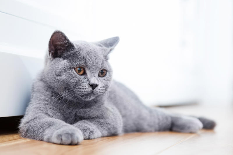 36. Toyger, 32. American wirehair, 30. Turkish Van, 28. Havana brown, 27. Balinese, 26. Colorpoint shorthair, 24. Somali, 22. American curl, 20. Manx, 18. Egyptian mau, 16. Tonkinese, 14. Birman, 12. Devon rex, 10. Scottish fold, 8. Sphynx, 7. Abyssinian, 6. American shorthair, 5. British shorthair, 4. Ragdoll, 3. Maine coon, 2. Persian