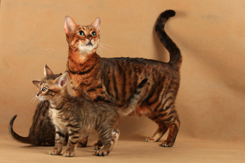36. Toyger, 32. American wirehair, 30. Turkish Van, 28. Havana brown, 27. Balinese, 26. Colorpoint shorthair, 24. Somali, 22. American curl, 20. Manx, 18. Egyptian mau, 16. Tonkinese, 14. Birman, 12. Devon rex, 10. Scottish fold, 8. Sphynx, 7. Abyssinian, 6. American shorthair, 5. British shorthair, 4. Ragdoll, 3. Maine coon, 2. Persian