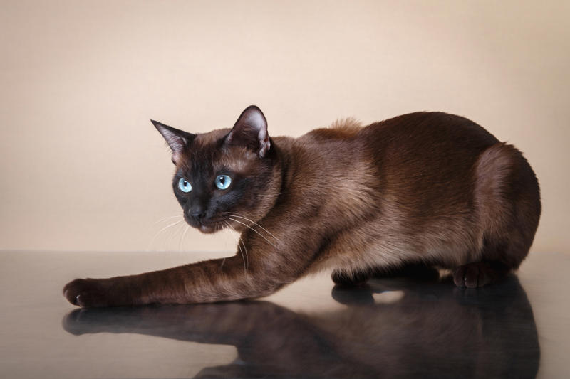 36. Toyger, 32. American wirehair, 30. Turkish Van, 28. Havana brown, 27. Balinese, 26. Colorpoint shorthair, 24. Somali, 22. American curl, 20. Manx, 18. Egyptian mau, 16. Tonkinese, 14. Birman, 12. Devon rex, 10. Scottish fold, 8. Sphynx, 7. Abyssinian, 6. American shorthair, 5. British shorthair, 4. Ragdoll, 3. Maine coon, 2. Persian