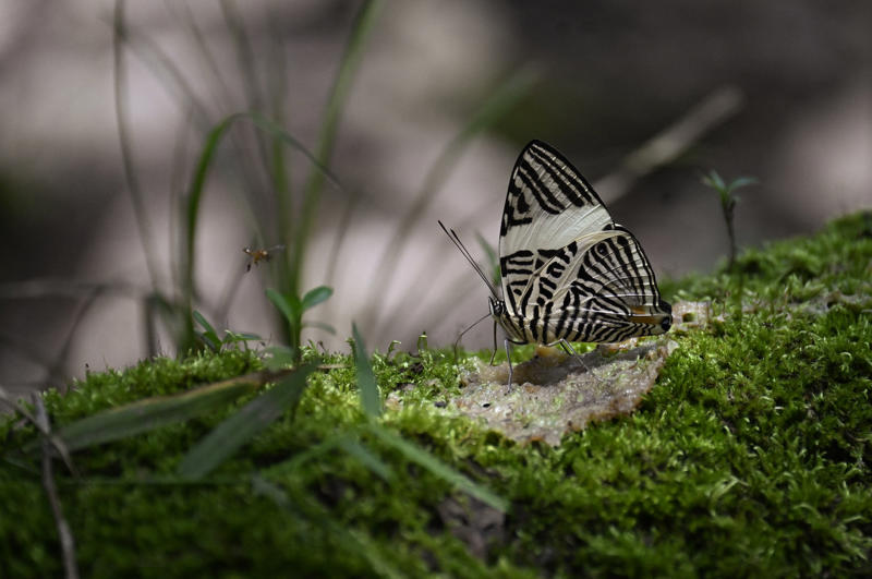 Misconceptions, Marriage, Where did the misbelief come from?, Divorce rates, Bee pollination, A smaller but significant portion, The final percentage, Microorganisms, 1970s estimate, About half, Amazon rainforest, In-land photosynthesis, Net zero, The origin of the myth