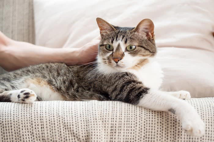 猫が信頼する人の特徴は？, 1.無理に構わず、猫のペースを尊重してくれる人, 2.いつも穏やかで、声や動作がゆっくりな人, 3.毎日のルーティンを守ってくれる人, 猫にとっての満点飼い主とは？