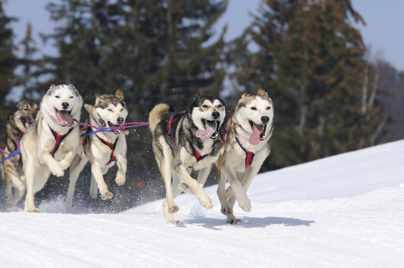 9/11 Canine Rescue Team, Bo Obama, Beethoven, Rin Tin Tin, Scooby-Doo