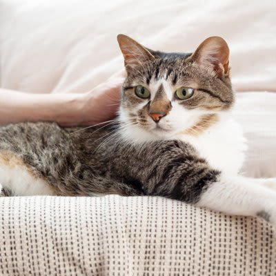 猫が信頼する人の特徴は？, 1.無理に構わず、猫のペースを尊重してくれる人, 2.いつも穏やかで、声や動作がゆっくりな人, 3.毎日のルーティンを守ってくれる人, 猫にとっての満点飼い主とは？