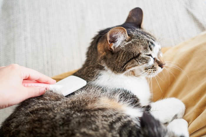猫が信頼する人の特徴は？, 1.無理に構わず、猫のペースを尊重してくれる人, 2.いつも穏やかで、声や動作がゆっくりな人, 3.毎日のルーティンを守ってくれる人, 猫にとっての満点飼い主とは？