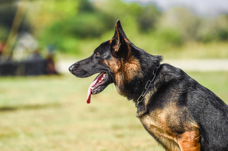 9/11 Canine Rescue Team, Bo Obama, Beethoven, Rin Tin Tin, Scooby-Doo