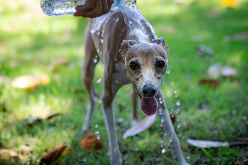確実に暑さを増しているニッポンの夏, ペットの熱中症ってどんな病気？どうなっちゃうの？, 日中の屋外はもちろん、家の中にも熱中症の危険が…, 正常なバイタルサインを知っておこう, 普段から気をつけたい10のポイント, 体の面で気をつけたいポイント, 環境の面で気をつけたいポイント, 家でもできることがある?!ペットの熱中症への対処法