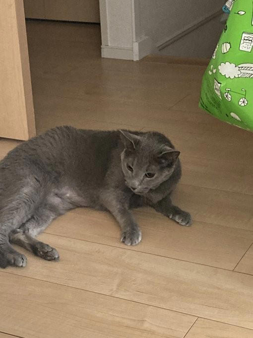 “保健所行き寸前の成猫”を友人夫妻から引き取って, ある日突然、愛猫のお腹が膨らんで…, 余命は3カ月…愛猫が「血管肉腫」になって, 愛猫を「病気で余命わずかな可哀想な子」にしたくなかった, 「一緒に新年を迎えたい」を命がけで叶えてくれた, ペットロスと向き合う中で知った「苦しみ」と「愛の正体」