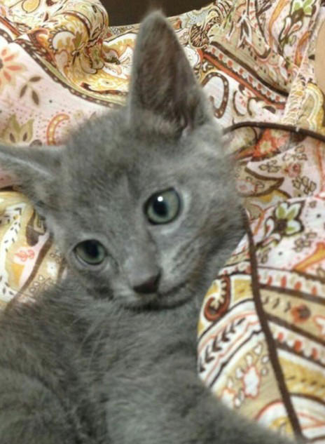 “保健所行き寸前の成猫”を友人夫妻から引き取って, ある日突然、愛猫のお腹が膨らんで…, 余命は3カ月…愛猫が「血管肉腫」になって, 愛猫を「病気で余命わずかな可哀想な子」にしたくなかった, 「一緒に新年を迎えたい」を命がけで叶えてくれた, ペットロスと向き合う中で知った「苦しみ」と「愛の正体」