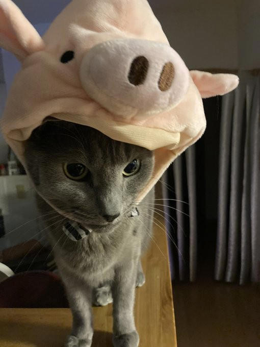 “保健所行き寸前の成猫”を友人夫妻から引き取って, ある日突然、愛猫のお腹が膨らんで…, 余命は3カ月…愛猫が「血管肉腫」になって, 愛猫を「病気で余命わずかな可哀想な子」にしたくなかった, 「一緒に新年を迎えたい」を命がけで叶えてくれた, ペットロスと向き合う中で知った「苦しみ」と「愛の正体」