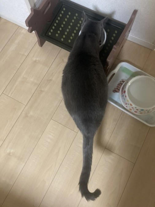 “保健所行き寸前の成猫”を友人夫妻から引き取って, ある日突然、愛猫のお腹が膨らんで…, 余命は3カ月…愛猫が「血管肉腫」になって, 愛猫を「病気で余命わずかな可哀想な子」にしたくなかった, 「一緒に新年を迎えたい」を命がけで叶えてくれた, ペットロスと向き合う中で知った「苦しみ」と「愛の正体」