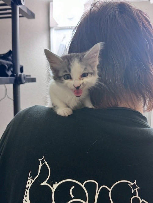 “保健所行き寸前の成猫”を友人夫妻から引き取って, ある日突然、愛猫のお腹が膨らんで…, 余命は3カ月…愛猫が「血管肉腫」になって, 愛猫を「病気で余命わずかな可哀想な子」にしたくなかった, 「一緒に新年を迎えたい」を命がけで叶えてくれた, ペットロスと向き合う中で知った「苦しみ」と「愛の正体」