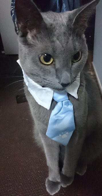 “保健所行き寸前の成猫”を友人夫妻から引き取って, ある日突然、愛猫のお腹が膨らんで…, 余命は3カ月…愛猫が「血管肉腫」になって, 愛猫を「病気で余命わずかな可哀想な子」にしたくなかった, 「一緒に新年を迎えたい」を命がけで叶えてくれた, ペットロスと向き合う中で知った「苦しみ」と「愛の正体」