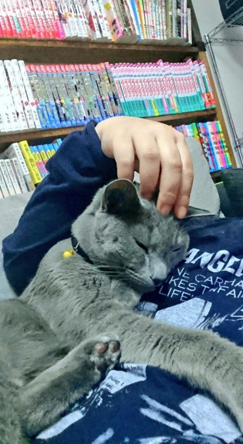 “保健所行き寸前の成猫”を友人夫妻から引き取って, ある日突然、愛猫のお腹が膨らんで…, 余命は3カ月…愛猫が「血管肉腫」になって, 愛猫を「病気で余命わずかな可哀想な子」にしたくなかった, 「一緒に新年を迎えたい」を命がけで叶えてくれた, ペットロスと向き合う中で知った「苦しみ」と「愛の正体」